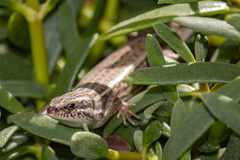 Heremites septemtaeniatus