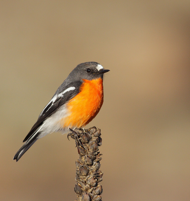 Flame Robin - eBird