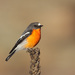 Flame Robin - Photo (c) Leo, some rights reserved (CC BY-NC-SA)