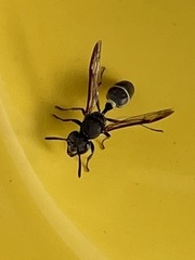 Polybia plebeja