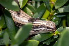 Heremites septemtaeniatus