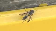 Polybia plebeja