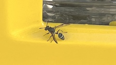 Polybia plebeja