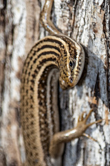 Heremites septemtaeniatus
