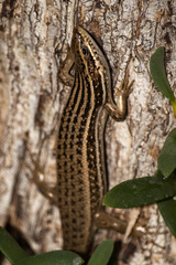 Heremites septemtaeniatus