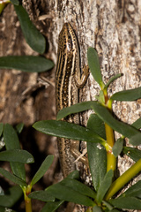 Heremites septemtaeniatus