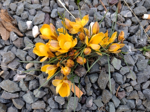 šafran zlatokvetý (Crocus chrysanthus)