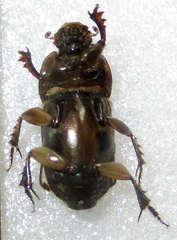 Euoniticellus kawanus