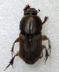 Euoniticellus kawanus