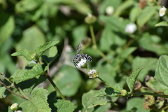 Dielis trifasciata