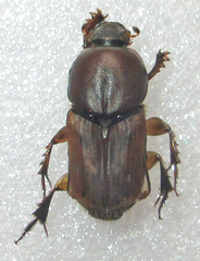 Euoniticellus kawanus