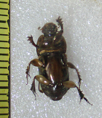 Euoniticellus kawanus