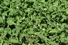 Dielis trifasciata