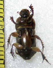 Euoniticellus kawanus