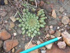 Euphorbia flanaganii