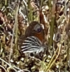 Pseudonympha trimenii trimenii