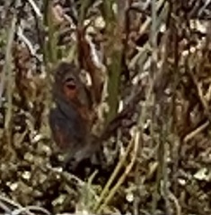 Pseudonympha trimenii trimenii