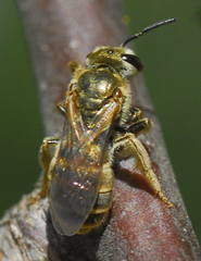 Halictus hesperus