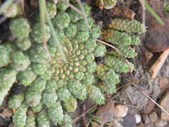 Euphorbia flanaganii
