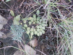 Euphorbia flanaganii