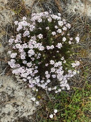 Iberis procumbens