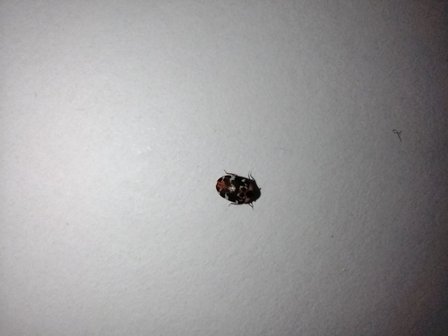 antrénus krtičníkový (Anthrenus scrophulariae)