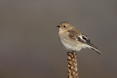 Flame Robin photo 2