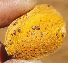 Monosteira unicostata