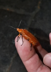 Coleoptera