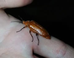 Coleoptera