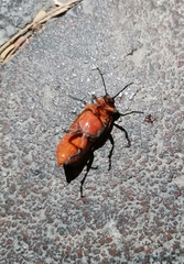 Coleoptera