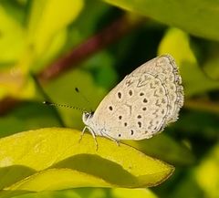 Zizeeria knysna knysna