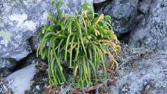 Phlegmariurus gnidioides