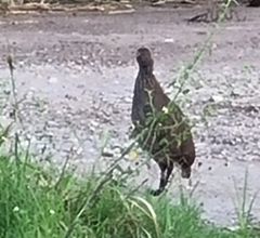 Pternistis natalensis