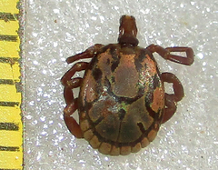 Amblyomma hebraeum