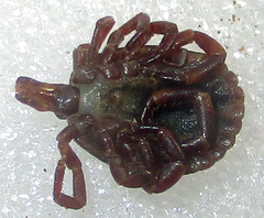 Amblyomma hebraeum