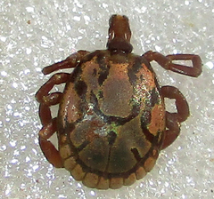 Amblyomma hebraeum