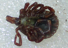 Amblyomma hebraeum