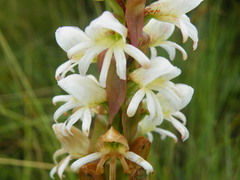 Satyrium sphaerocarpum