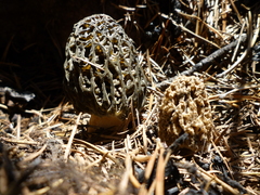 Morchella exuberans