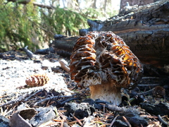 Morchella exuberans