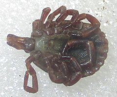 Amblyomma hebraeum