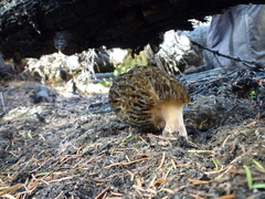 Morchella exuberans