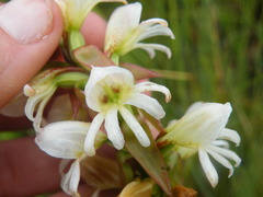 Satyrium sphaerocarpum