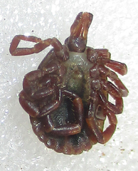 Amblyomma hebraeum