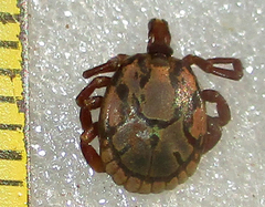 Amblyomma hebraeum