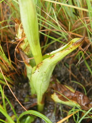 Satyrium sphaerocarpum