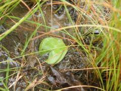 Satyrium sphaerocarpum