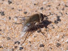 Dischistus atlanticus