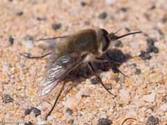 Dischistus atlanticus